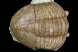 Asaphus Plautini Trilobite - Russia #165444-2